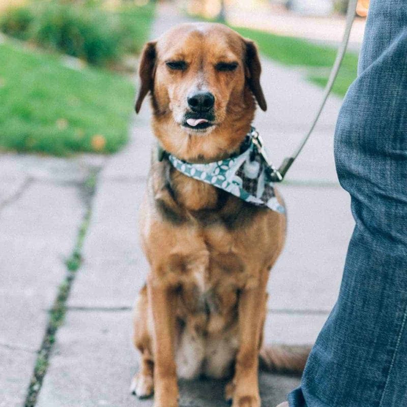 A photo of Sage on a walk on a sidewalk.
